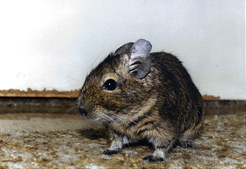 picture5.gif